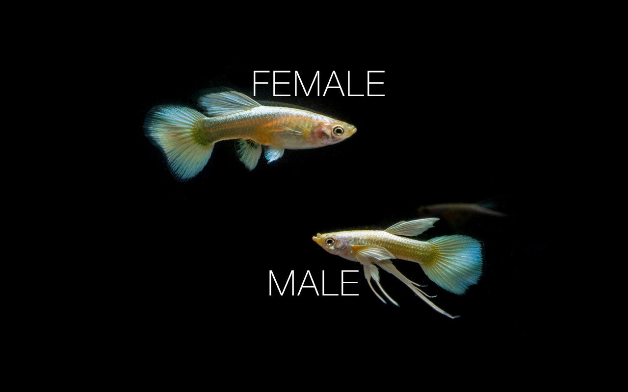 Full Gold Guppies - Breeding Pair