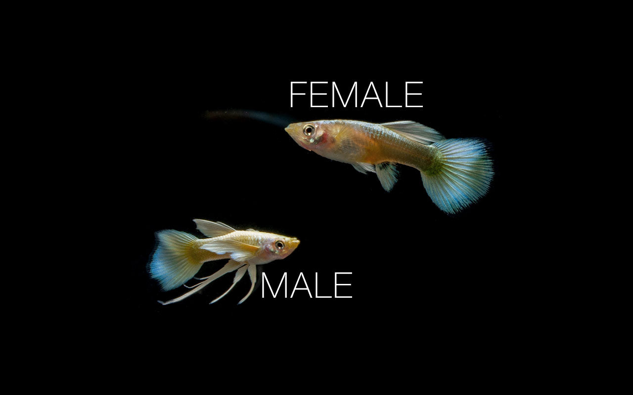 Full Gold Guppies - Breeding Pair
