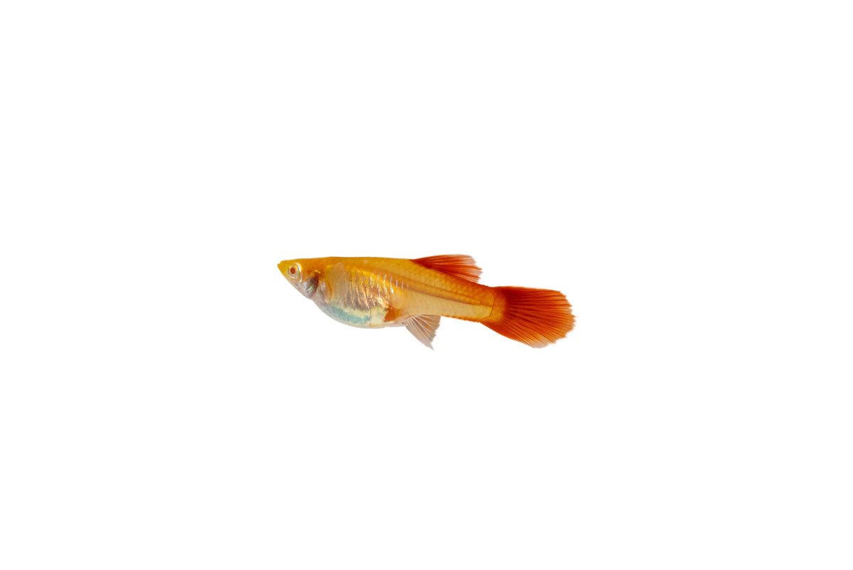 Full Red Albino Guppies