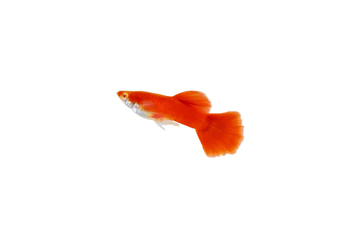 Full Red Albino Guppies