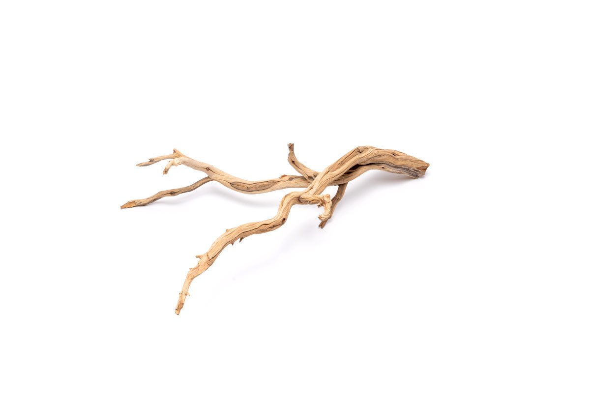 Ghost Wood