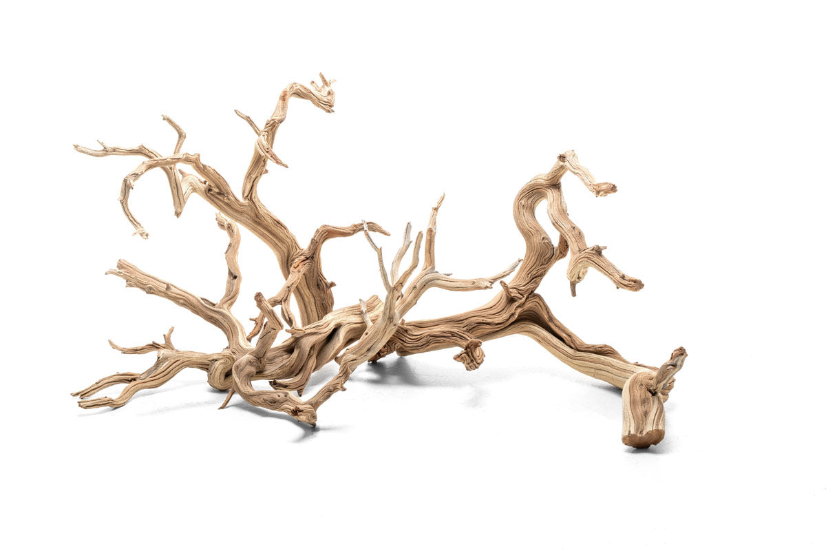 Ghost Wood