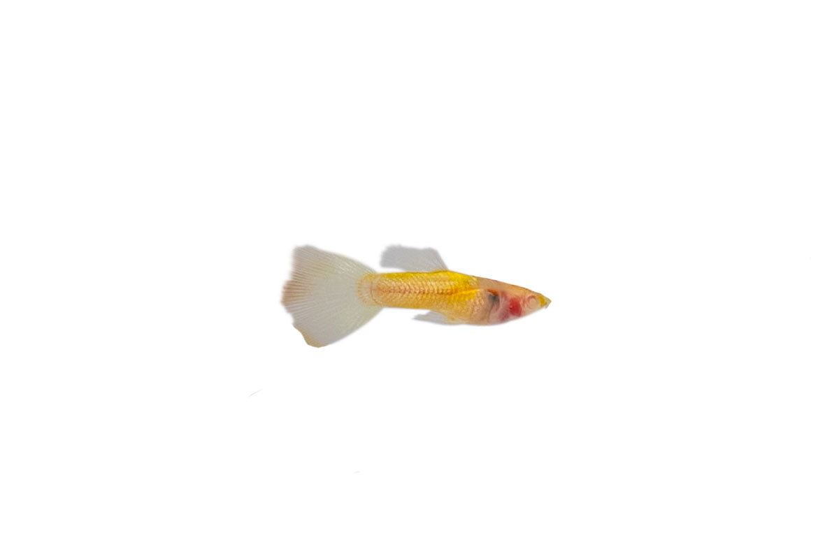 Glass Belly Albino Yellow Tuxedo Guppies