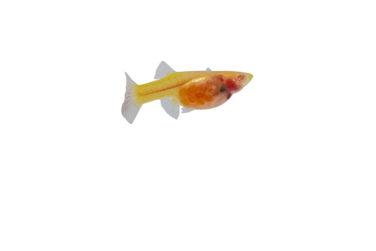 Glass Belly Albino Yellow Tuxedo Guppies