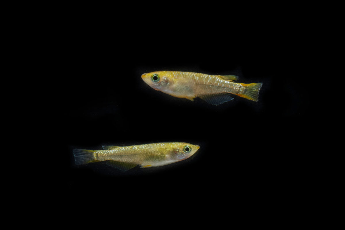Gold Lame Medaka Rice Fish