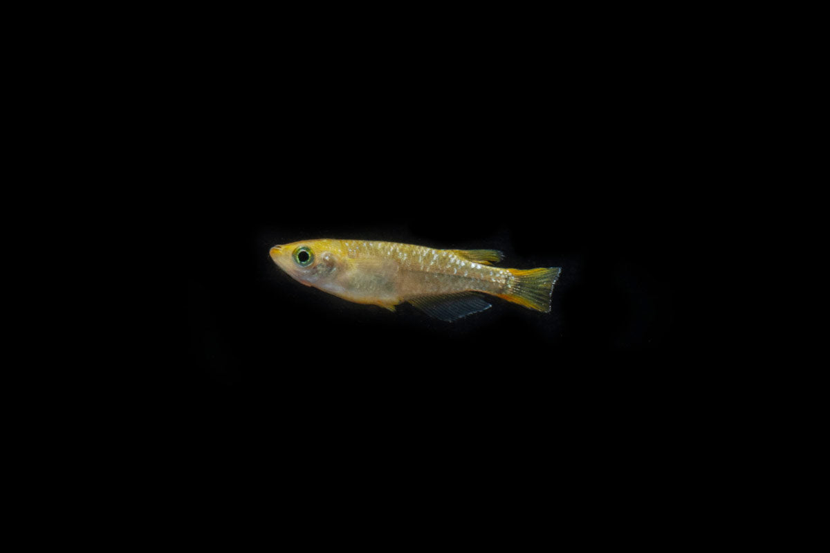 Gold Lame Medaka Rice Fish