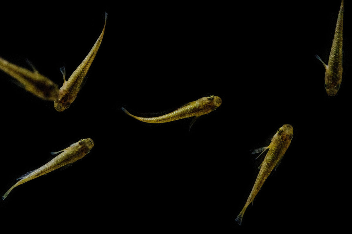 Gold Lame Medaka Rice Fish