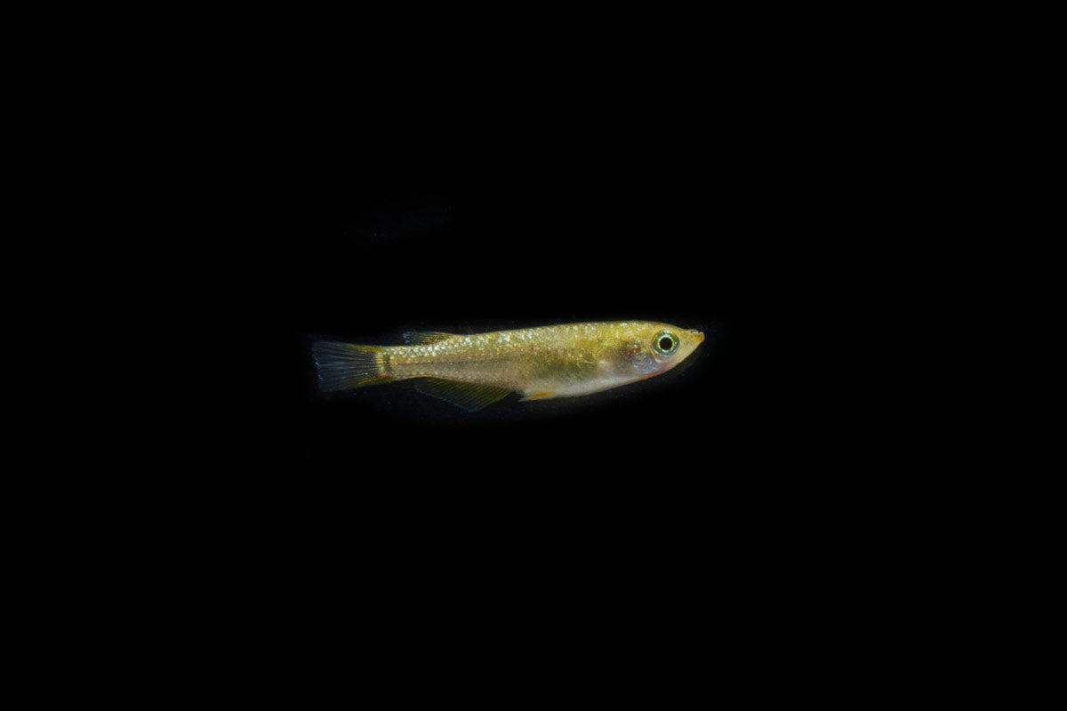 Gold Lame Medaka Rice Fish