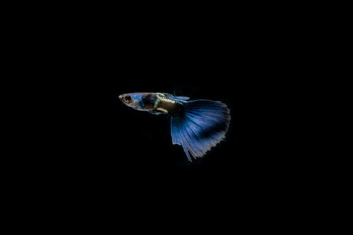 Green Metal Lace Guppies - Breeding Pair