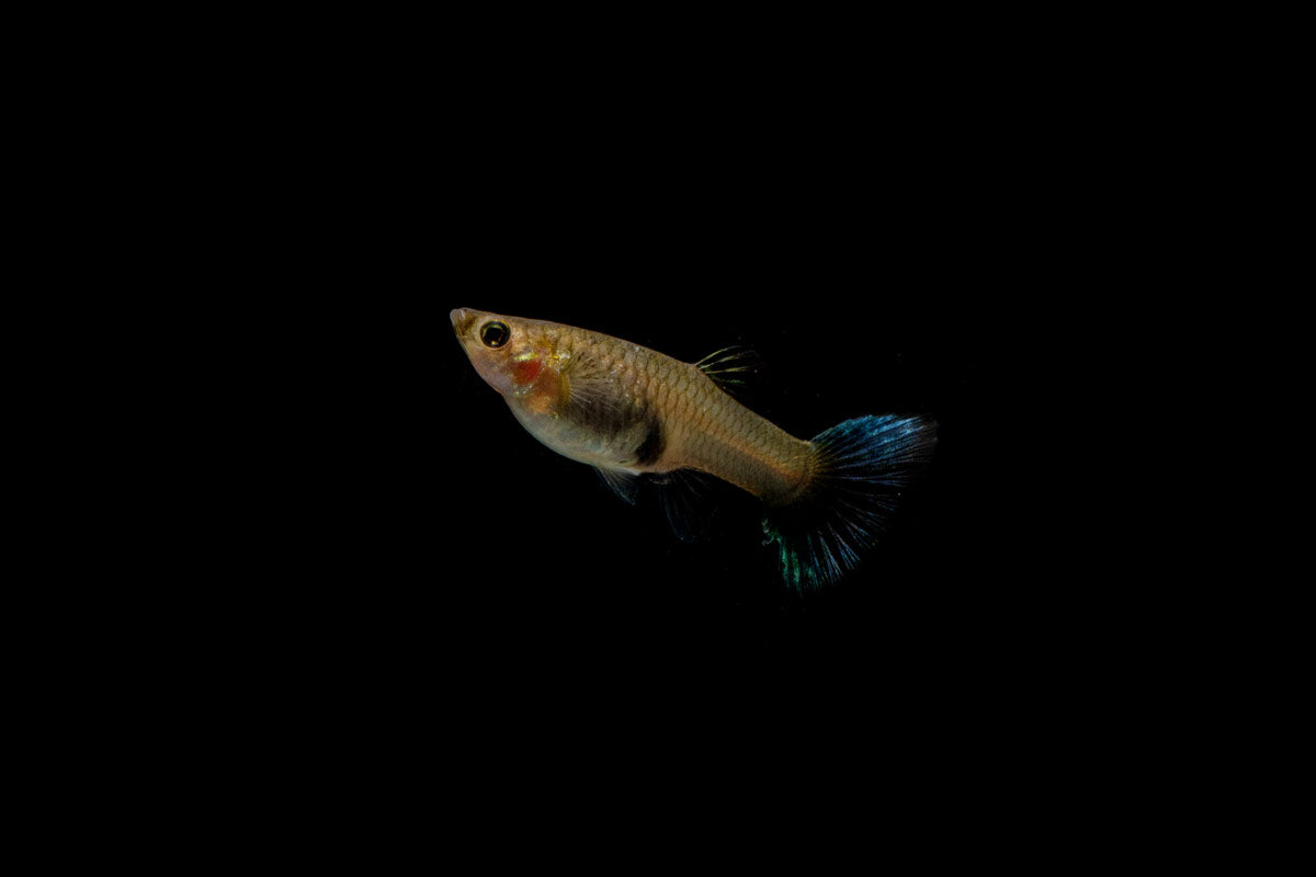 Green Metal Lace Guppies - Breeding Pair