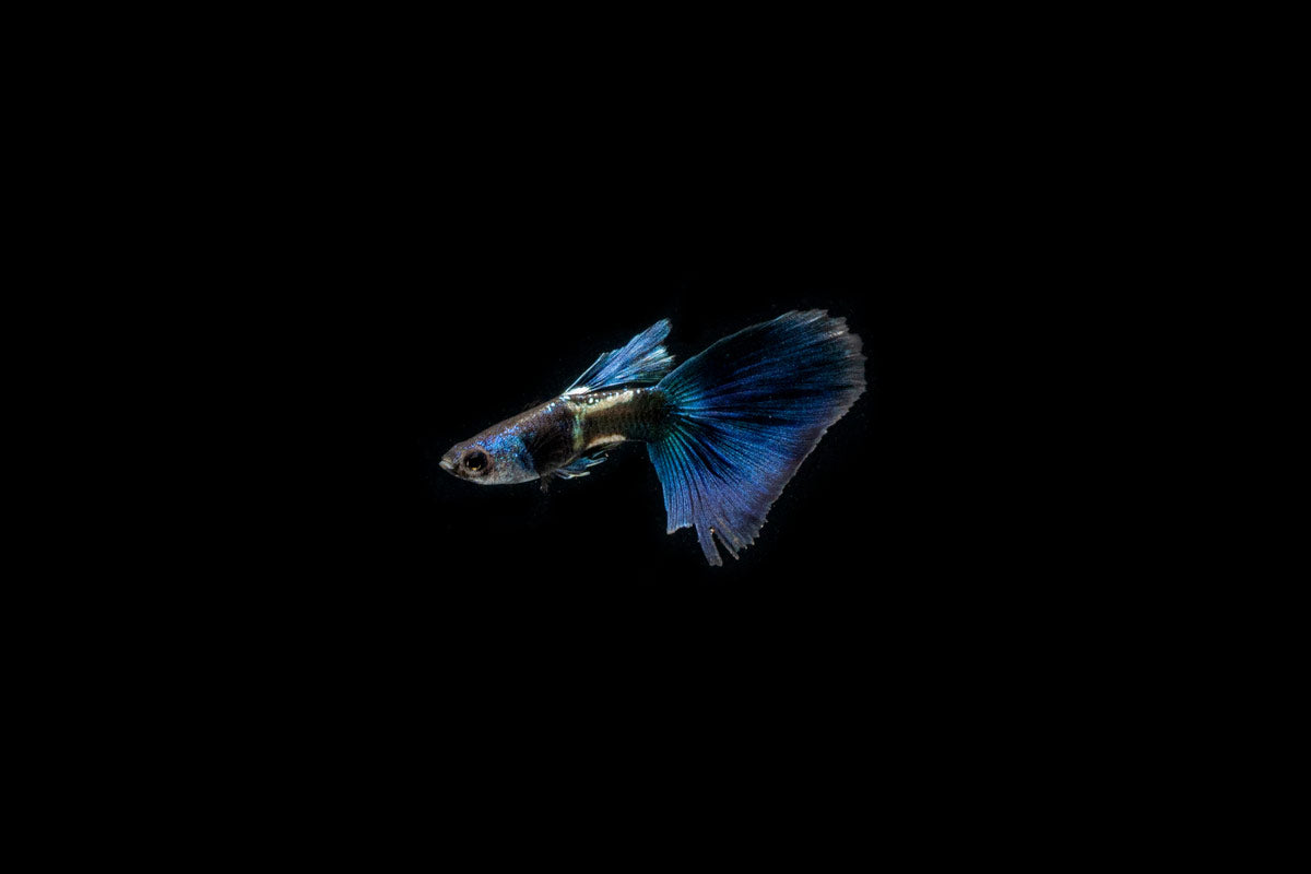 Green Metal Lace Guppies - Breeding Pair