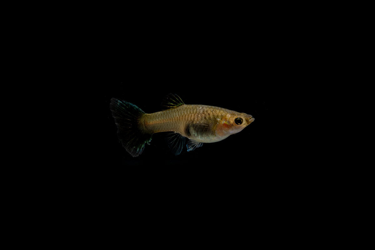 Green Metal Lace Guppies - Breeding Pair