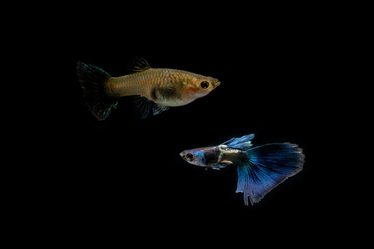 Green Metal Lace Guppies - Breeding Pair