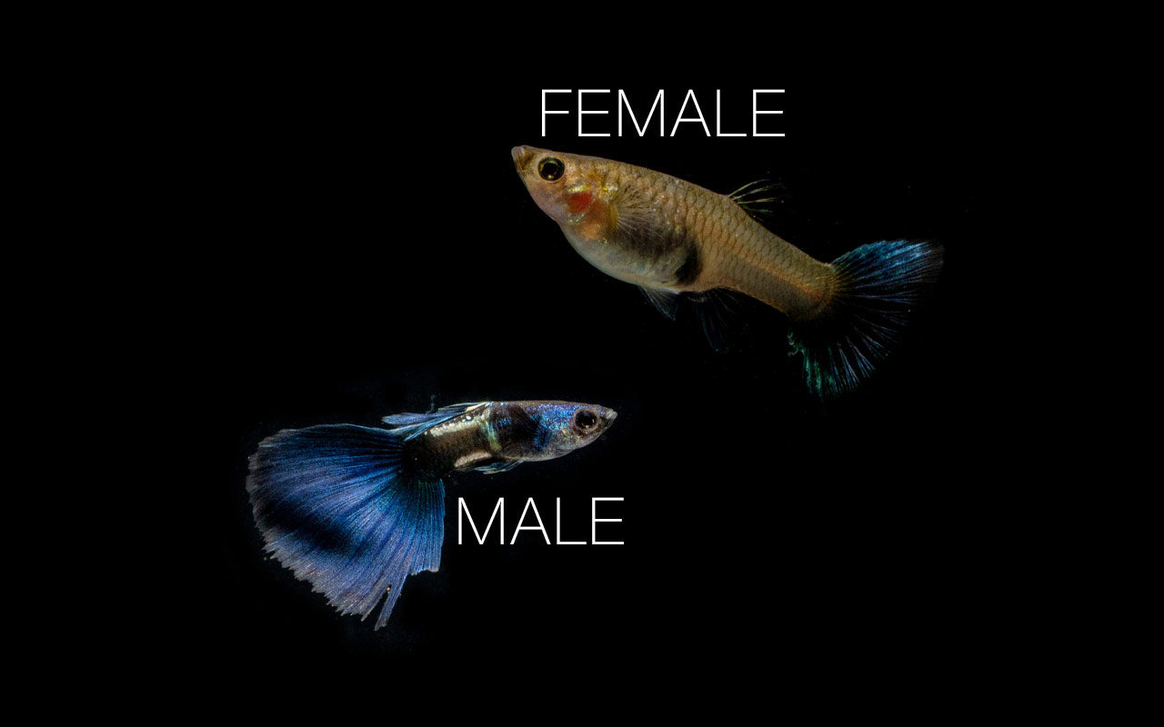 Green Metal Lace Guppies - Breeding Pair