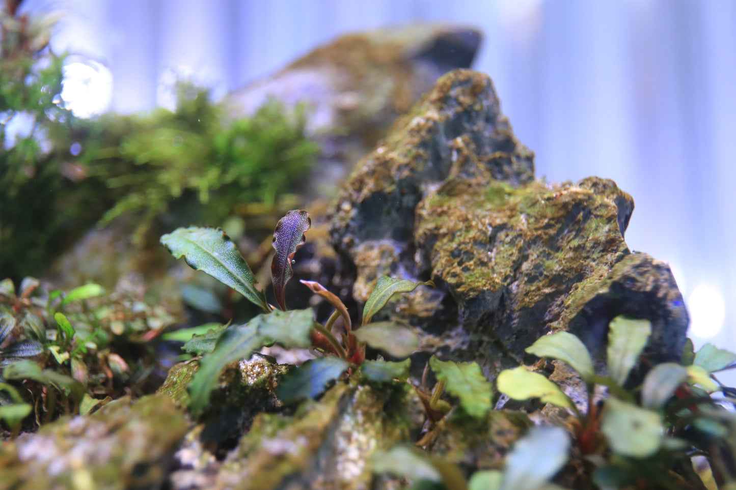 Bucephalandra Hades