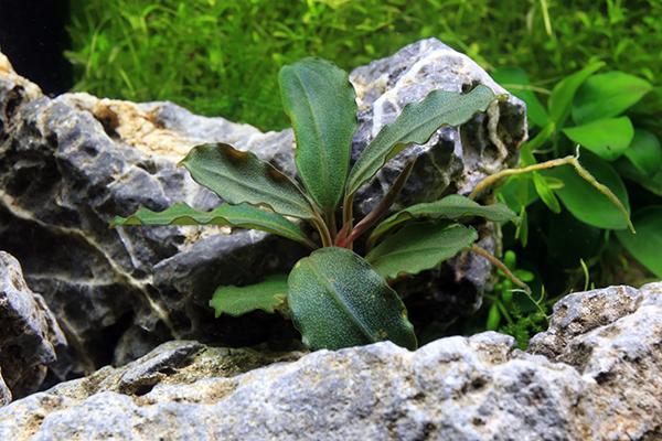 Bucephalandra Hades