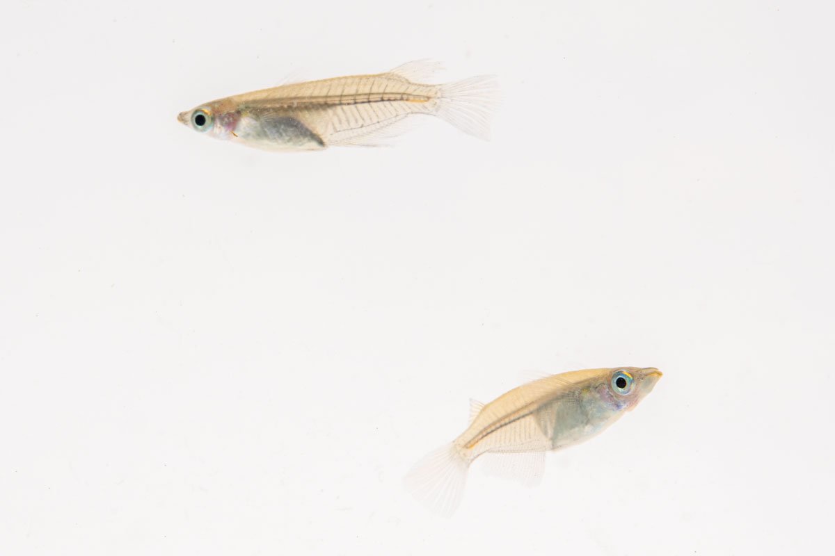Javanese Medaka Rice Fish