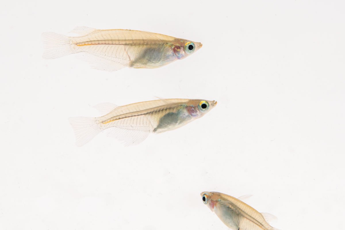 Javanese Medaka Rice Fish