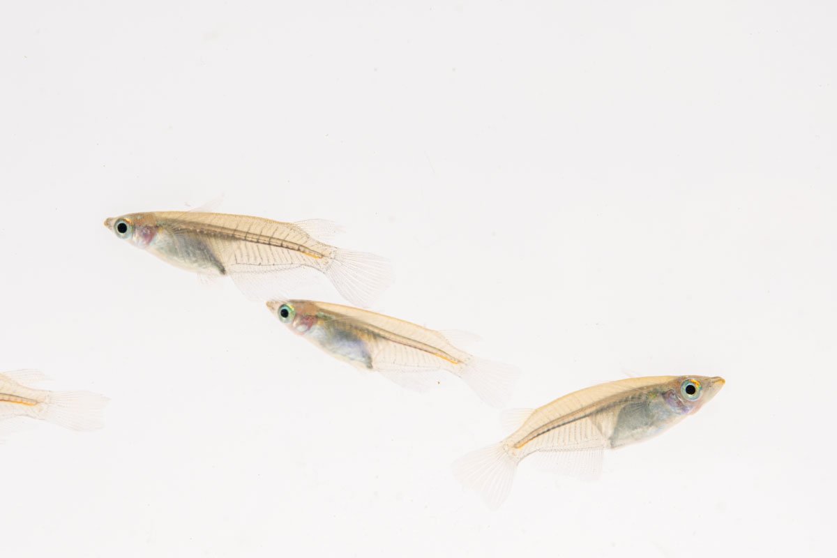 Javanese Medaka Rice Fish