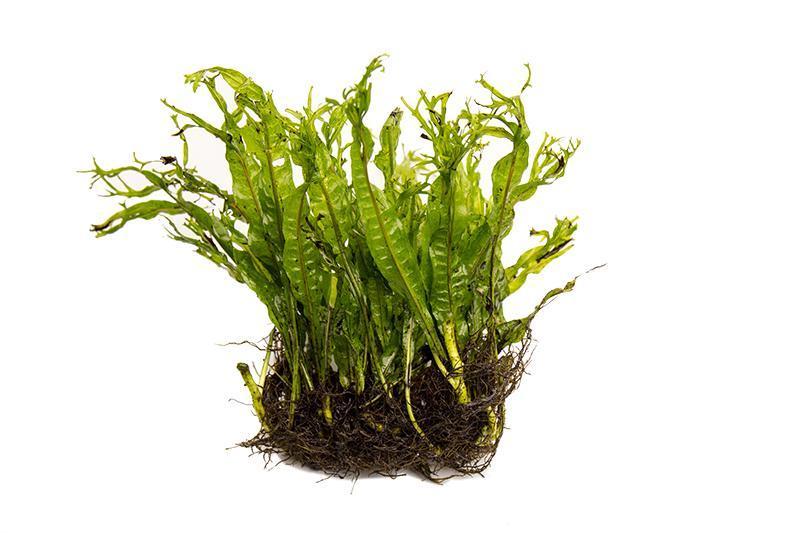 Java Fern 'Windelov'