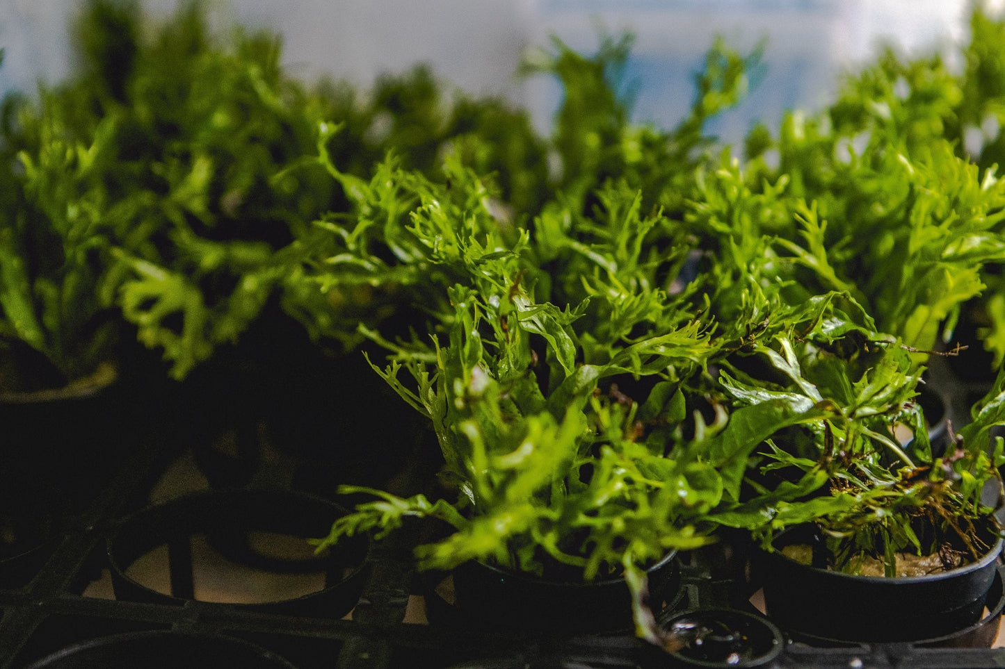 Java Fern 'Windelov'