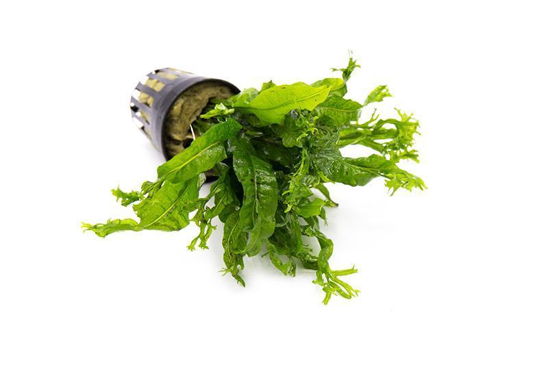 Java Fern 'Windelov'