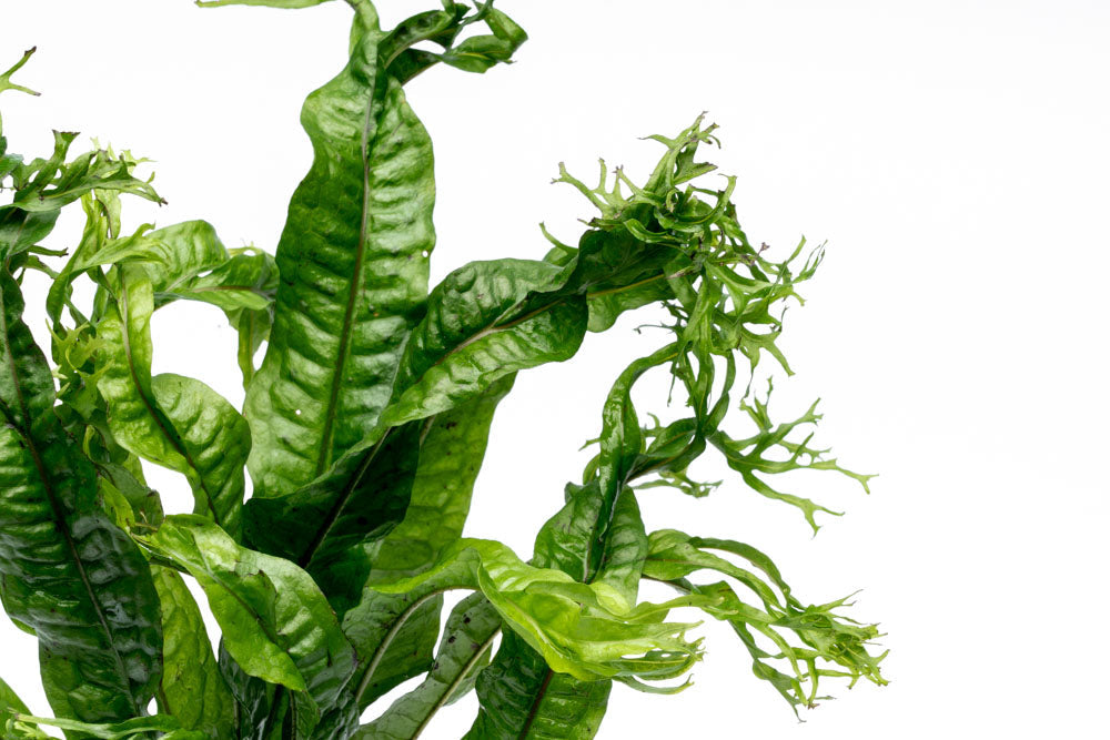Java Fern 'Windelov'
