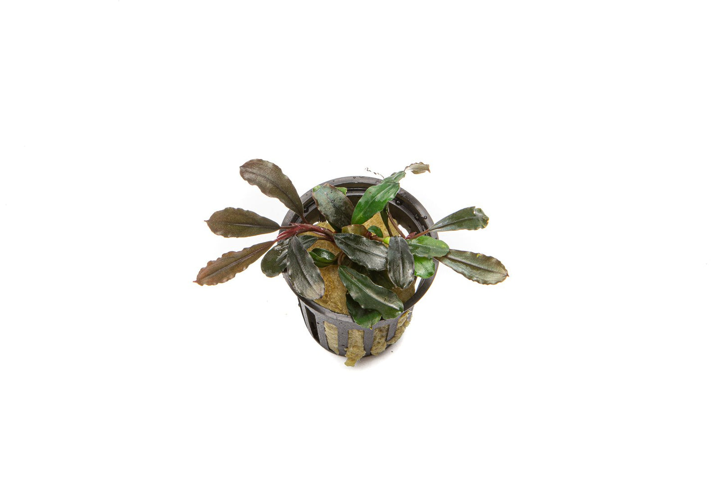 Bucephalandra Kedagang Round