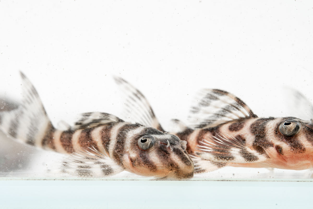 King Tiger Pleco