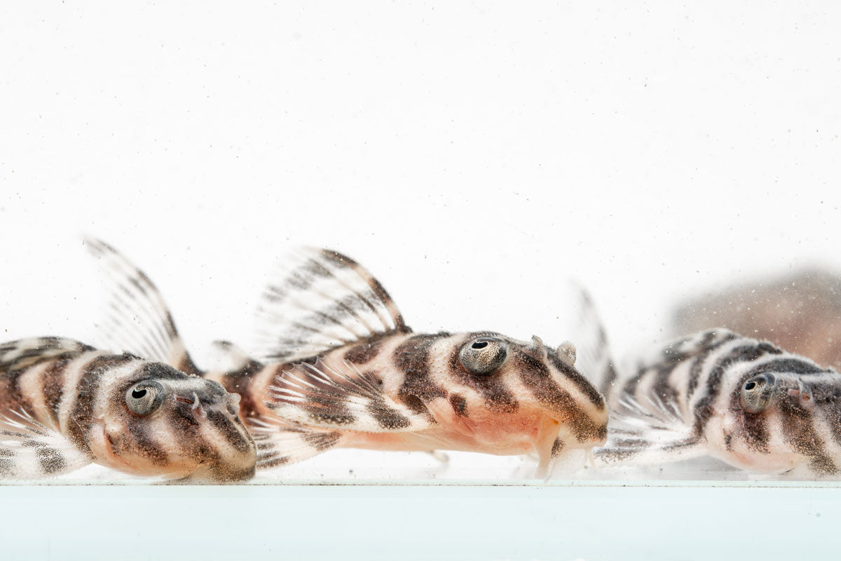 King Tiger Pleco