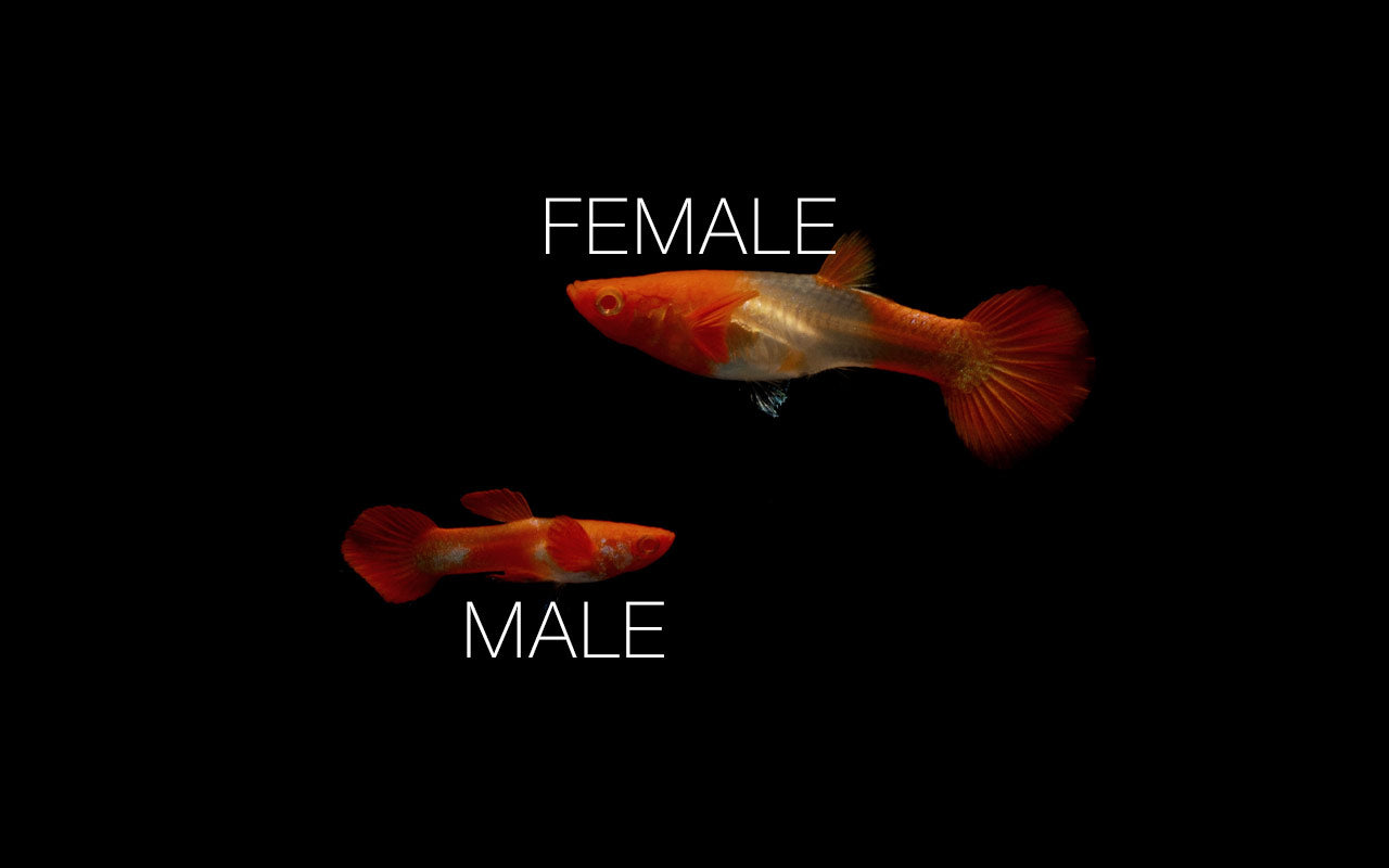 Koi Red Ear Guppies - Breeding Pair