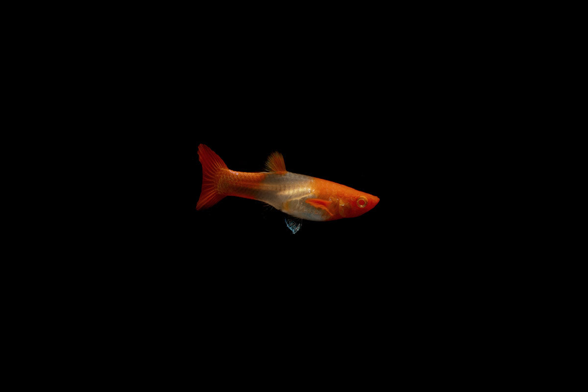 Koi Red Ear Guppies - Breeding Pair