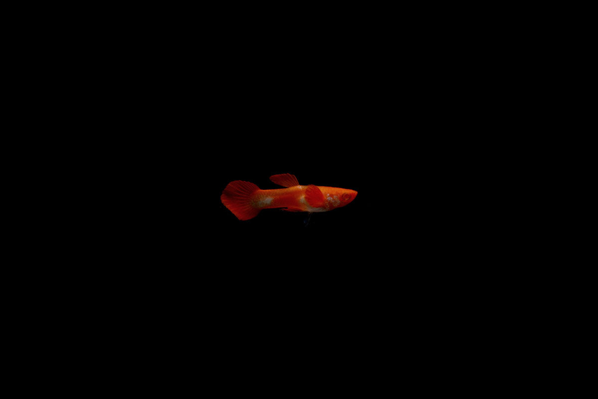 Koi Red Ear Guppies - Breeding Pair