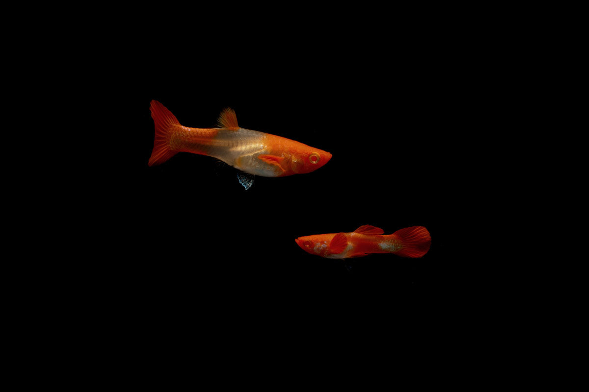 Koi Red Ear Guppies - Breeding Pair