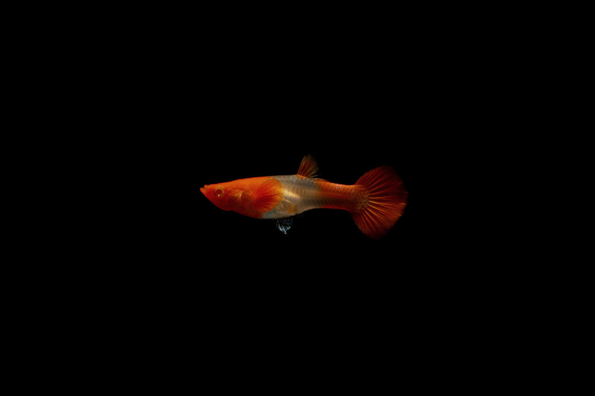 Koi Red Ear Guppies - Breeding Pair