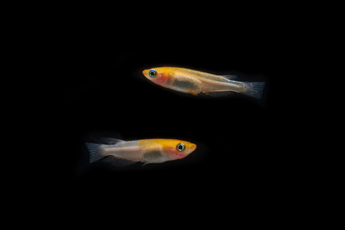 Komachi Medaka Rice Fish
