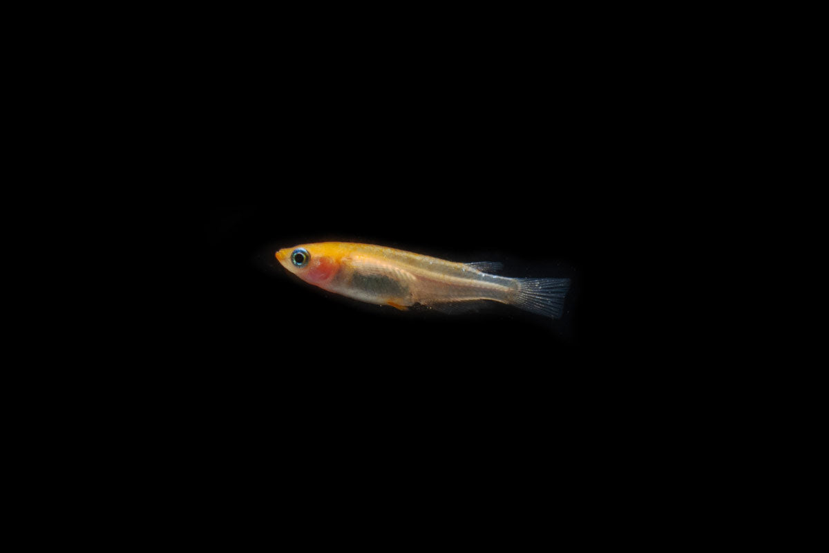 Komachi Medaka Rice Fish