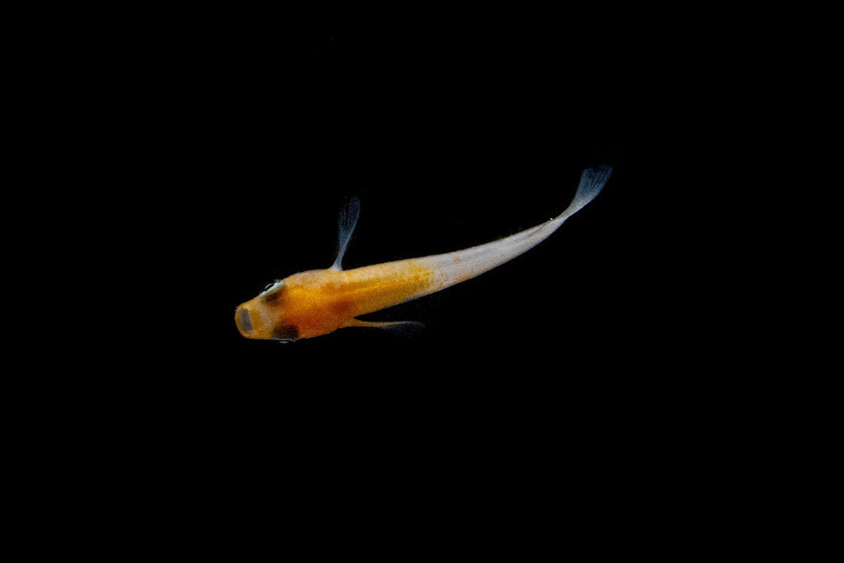 Komachi Medaka Rice Fish