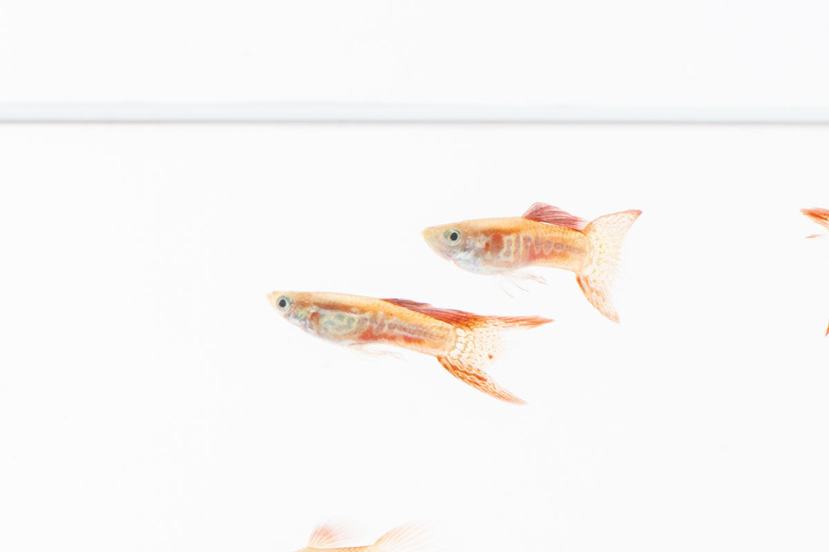 Lace Double Sword Guppies