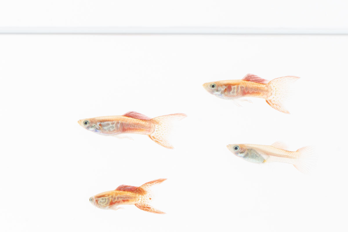 Lace Double Sword Guppies