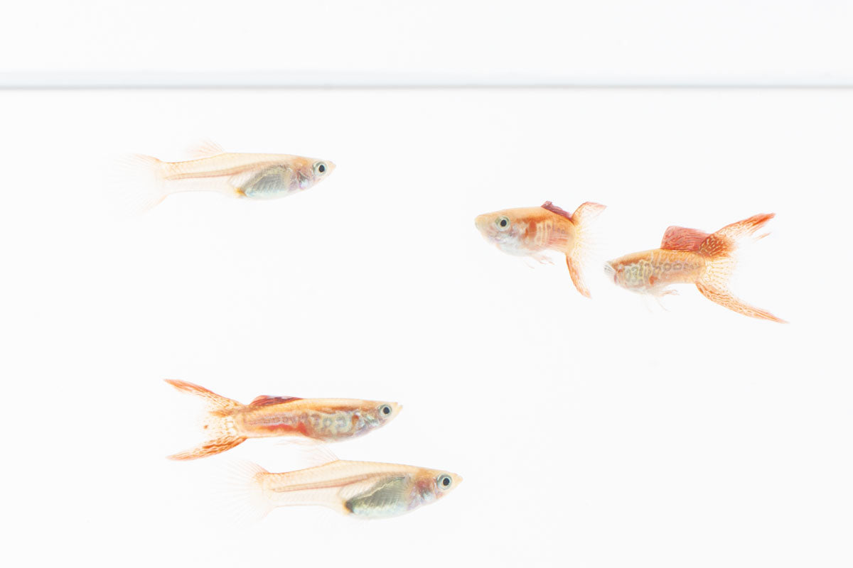 Lace Double Sword Guppies