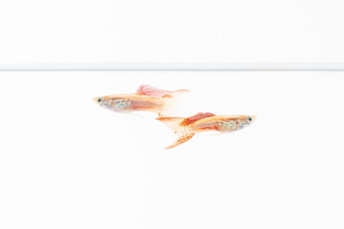 Lace Double Sword Guppies