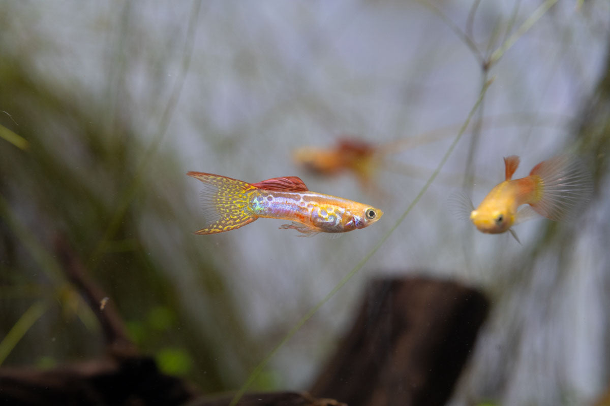 Lace Double Sword Guppies