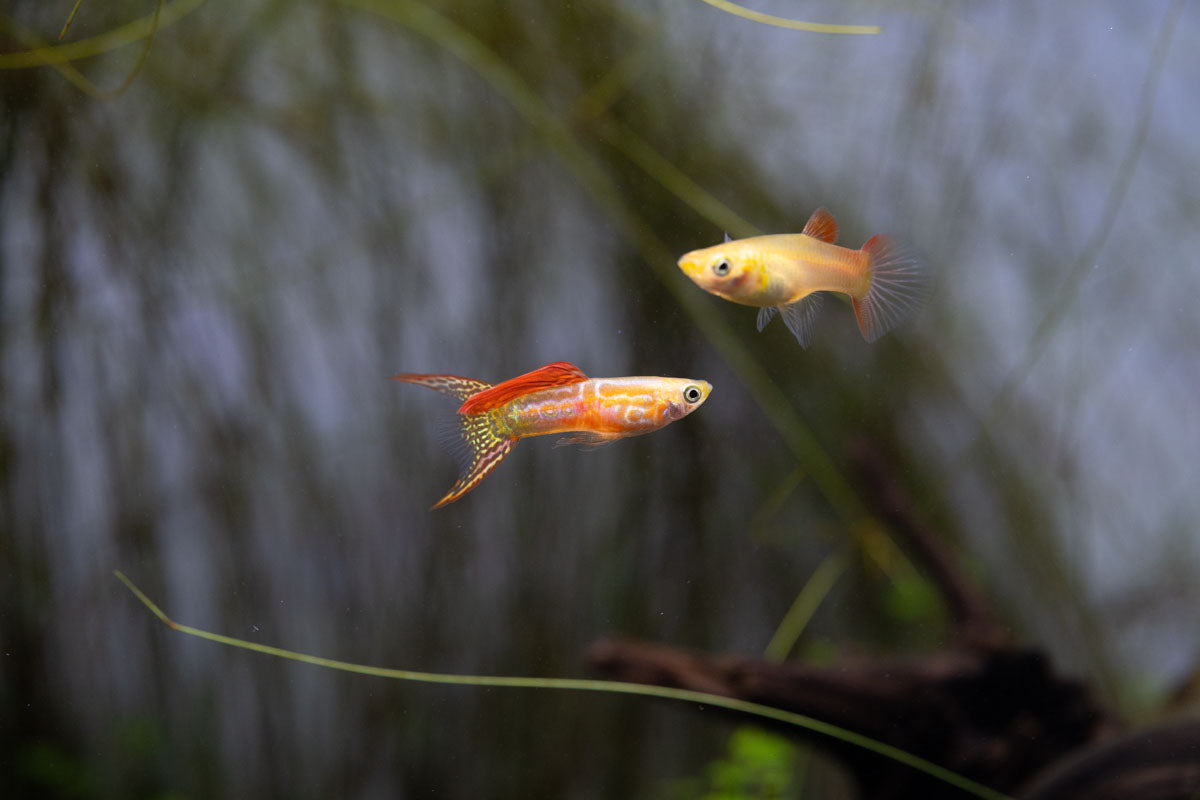 Lace Double Sword Guppies