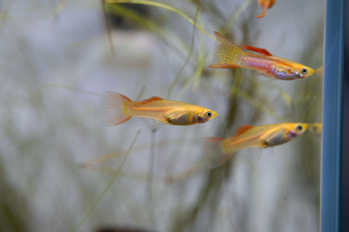 Lace Double Sword Guppies