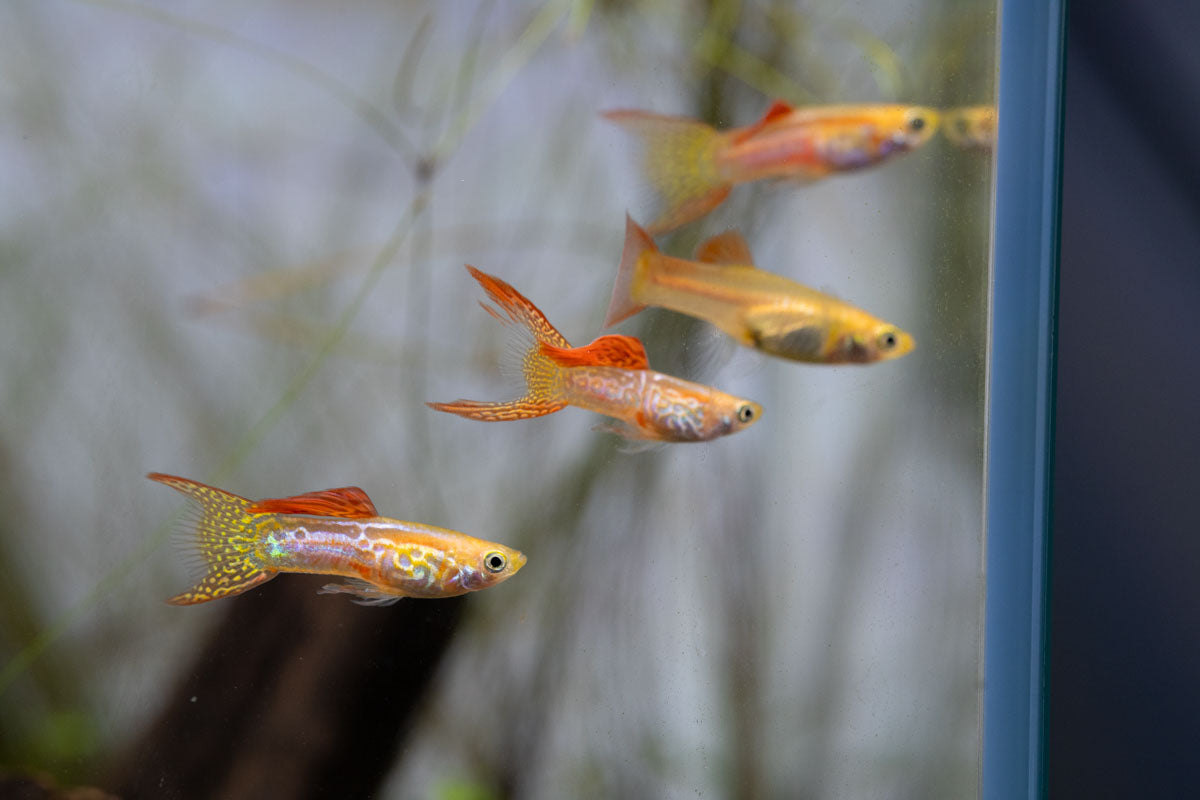 Lace Double Sword Guppies
