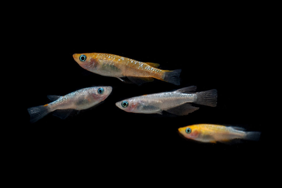 Lame Tricolor Medaka Rice Fish