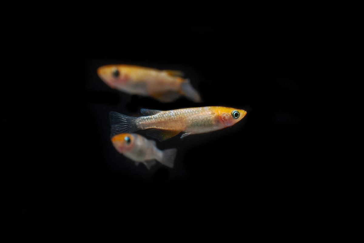 Lame Tricolor Medaka Rice Fish