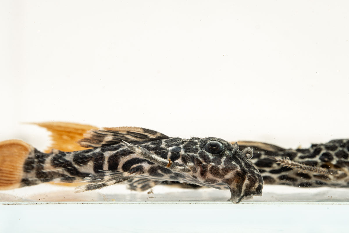Leopard Cactus Pleco