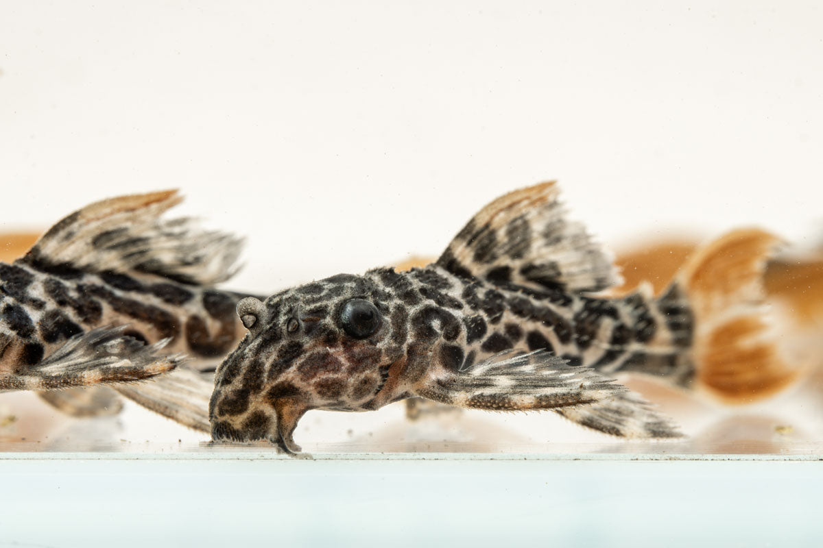 Leopard Cactus Pleco